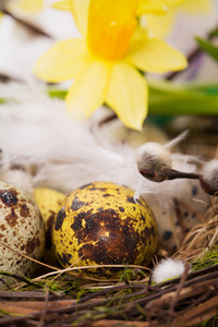 巢与水仙的复活节彩蛋