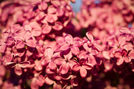 紫丁香花开花的树
