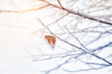 霜和雪在冬天森林树上