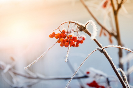 霜花楸浆果