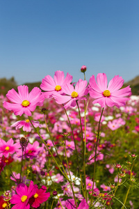 粉色波斯菊花海