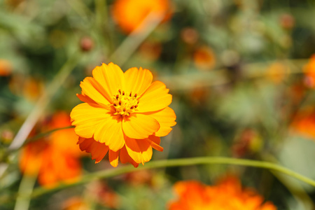 橙色波斯菊花海