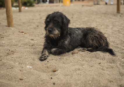 流浪狗在沙滩上
