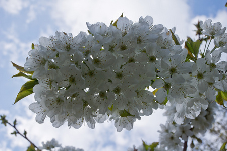 樱桃白花