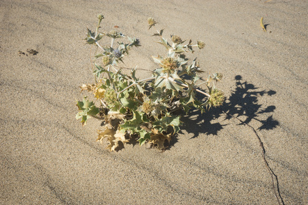 沙子上的花和植物