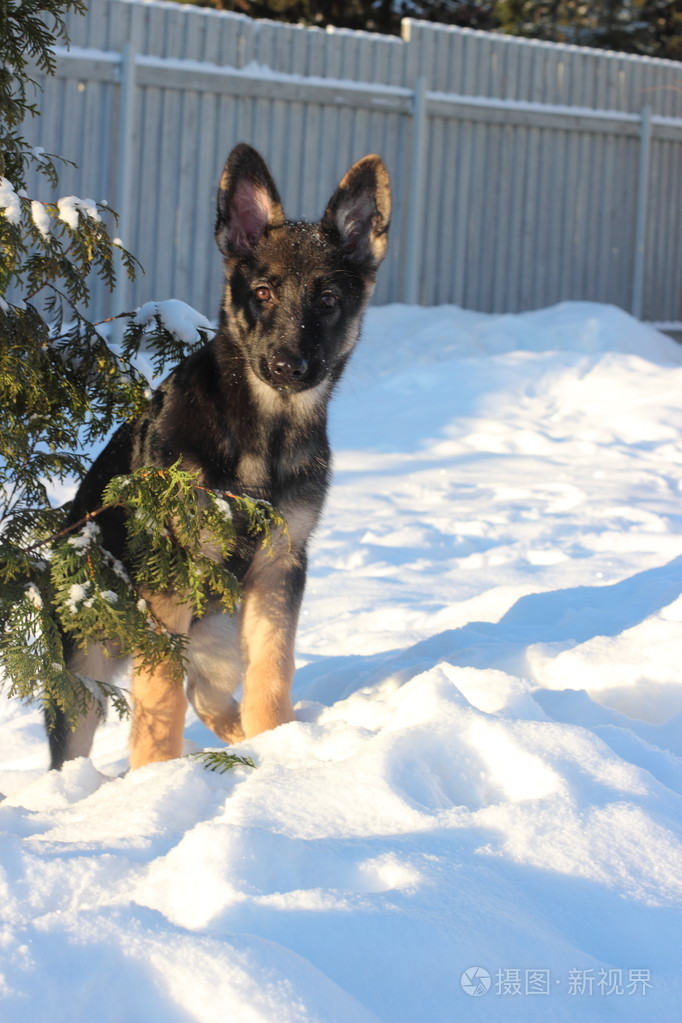 德国牧羊犬小狗