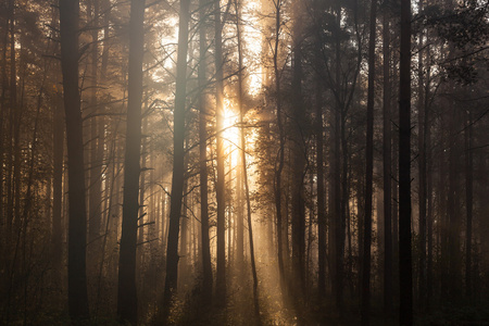 在森林中的日出