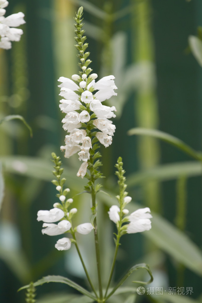 仙人掌.白色野花的枝条