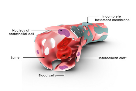 细胞与毛细血管壁