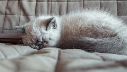 沉睡的异国短毛猫小猫