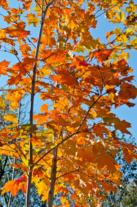 秋天的彩色树木
