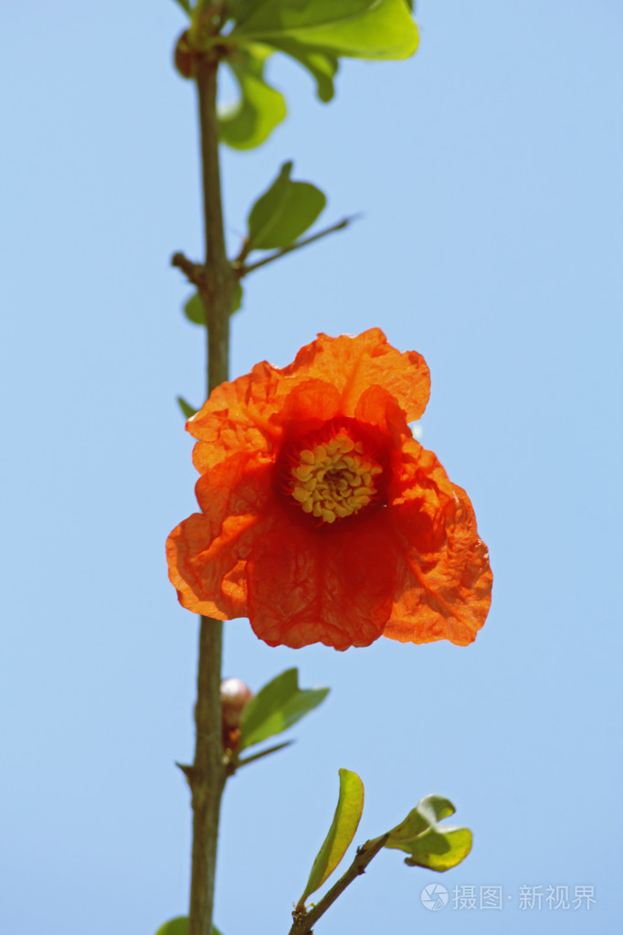 石榴花