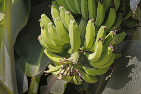 绿色果品的香蕉图片