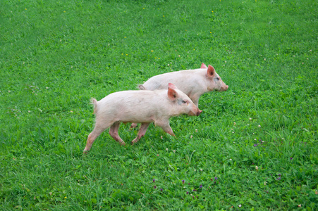 两个猪跑穿过草地照片