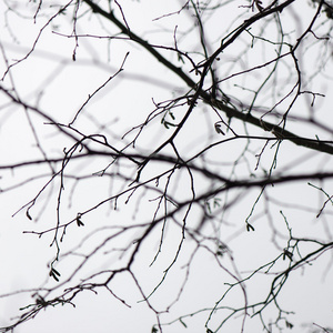冬季森林中的湿树枝