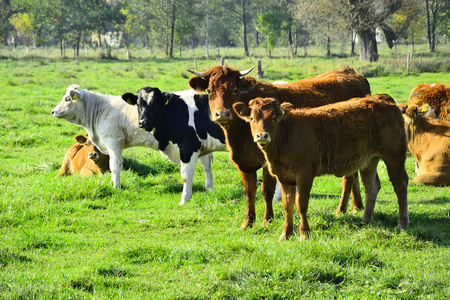 美丽的母牛和公牛在绿色的田野