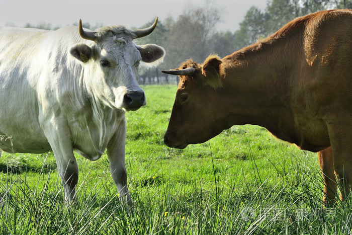 美丽的母牛和公牛在绿色的田野