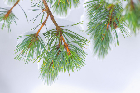 针叶树树枝被雪覆盖着