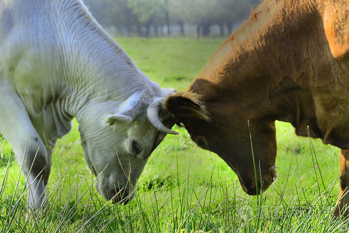 美丽的母牛和公牛在绿色的田野