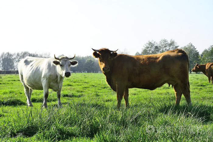 美丽的母牛和公牛在绿色的田野