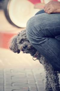 贵宾犬狗