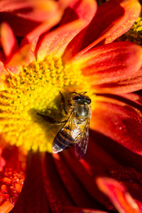 小蜜蜂在花上