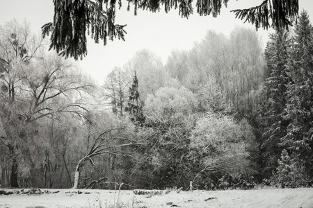 冬季景观与雪和树