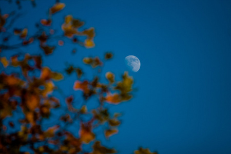 秋天的树叶和月亮