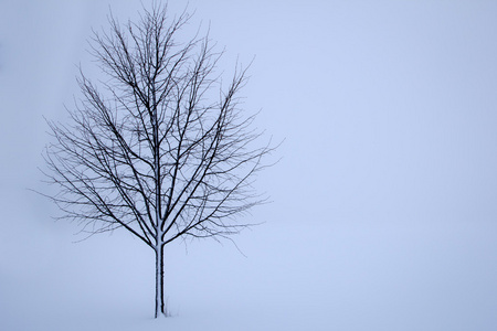 树在冬天
