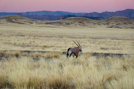 非洲稀树草原和沙丘沙漠景观与羚羊羚羊，纳米布沙漠