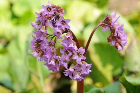 bergenia 青海