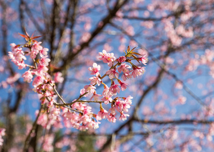 野生喜马拉雅山樱花盛开