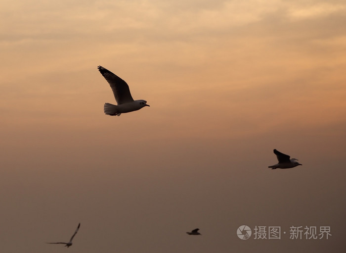 在邦浦海滩与日落海鸥