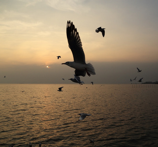 在邦浦海滩与日落海鸥