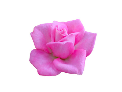 明亮美丽粉红玫瑰