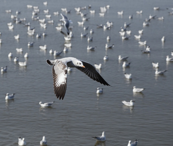 海鸥飞在邦浦海滩