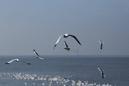 海鸥飞在邦浦海滩的天空下