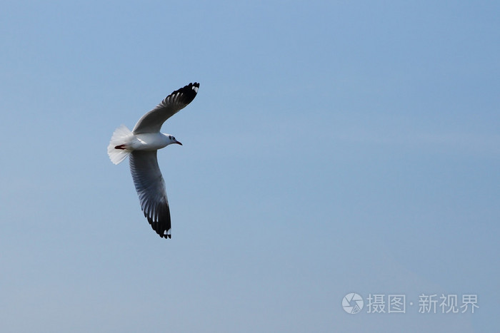 海鸥飞在邦浦海滩的天空下