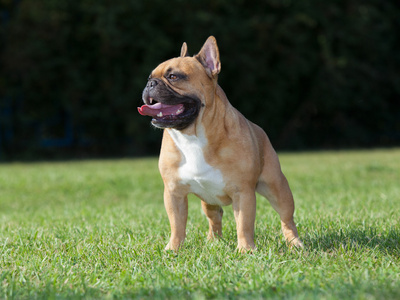 纯种犬法国斗牛犬