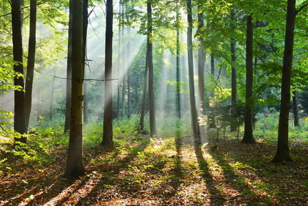 秋天的早晨，在森林里