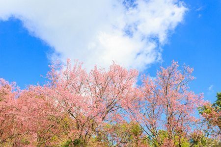 野生喜马拉雅山樱桃