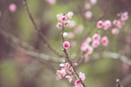 桃花盛开