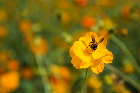 蜜蜂是在花丛中泰国花蜜