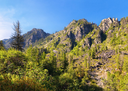 山地森林景观