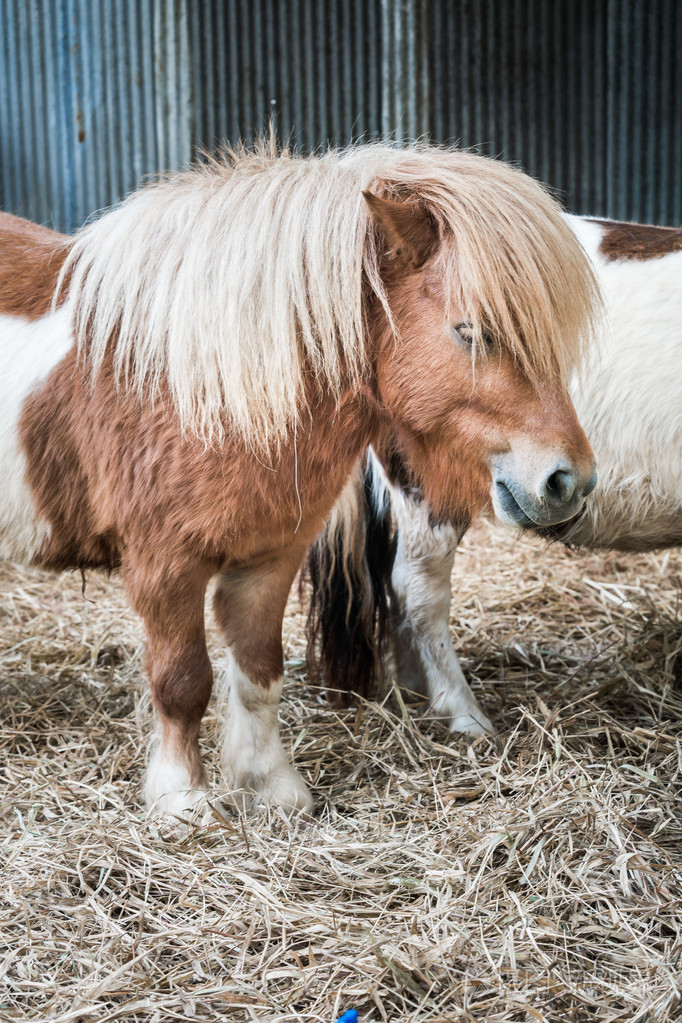 长长的头发棕色微型马