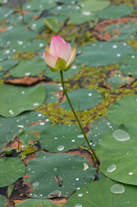 荷花池图片