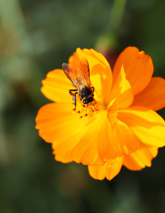 橙色波斯菊的蜜蜂