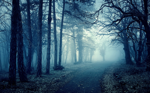 有雾的神秘森林图片