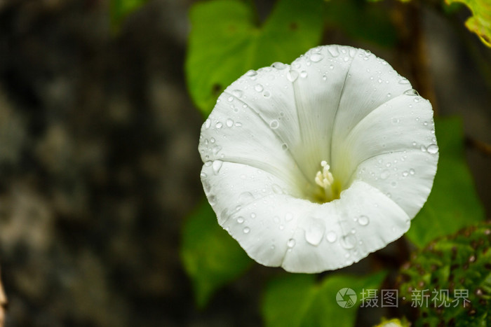 花园里的空心菜花照片 正版商用图片1hxroz 摄图新视界