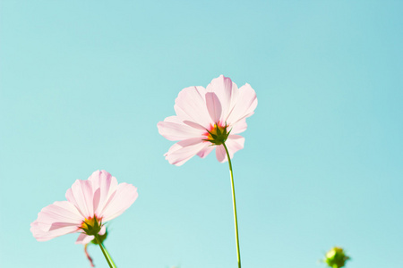 波斯菊花海与彩色滤光片的天空